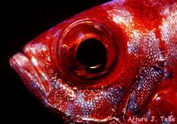 Bigeye. Gran Canaria, Canary Islands. 
Pentax LX with 50... by Arthur Telle Thiemann 